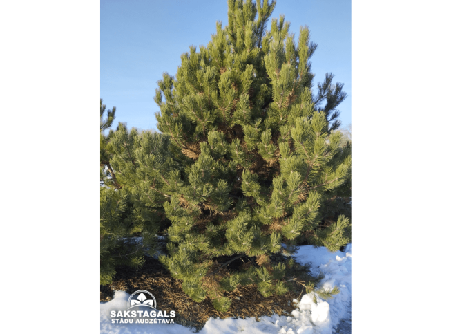 Pinus nigra